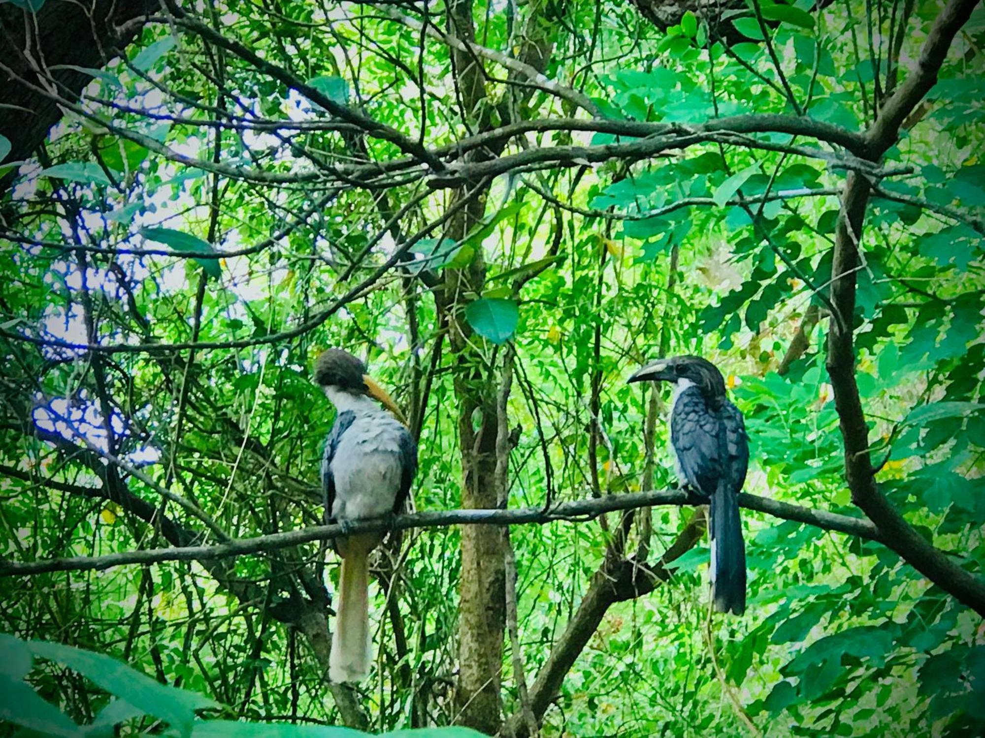 Gangadiya Lodge シギリヤ エクステリア 写真